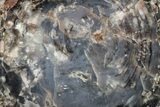 Blue, Polished Petrified Wood Round - Arizona #222169-1